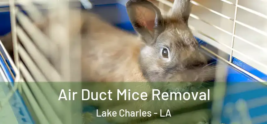  Air Duct Mice Removal Lake Charles - LA